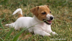 Why Do Dogs Eat Grass? Understanding the Need and Enjoyment Behind the Habit