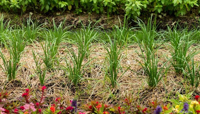 Why Do Dogs Eat Grass? Understanding the Need and Enjoyment Behind the Habit