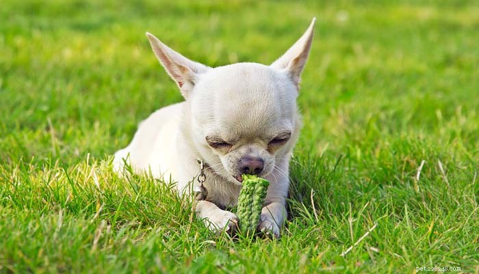 Why Do Dogs Eat Grass? Understanding the Need and Enjoyment Behind the Habit