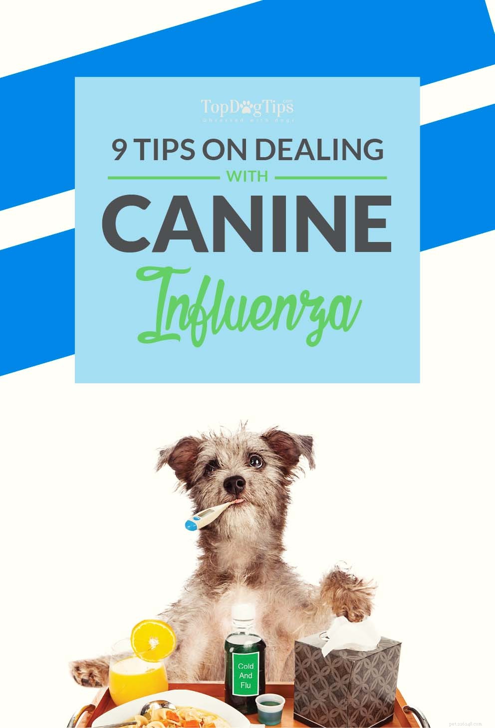 8 Expert Tips for Protecting Your Dog from Canine Influenza