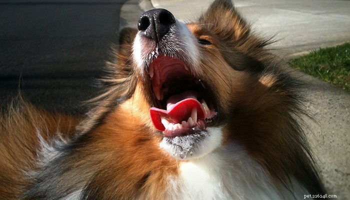 How to Safely Rescue Your Dog from Choking: A Pet Owner’s Guide