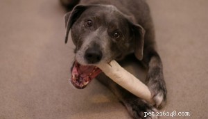 How to Safely Rescue Your Dog from Choking: A Pet Owner’s Guide