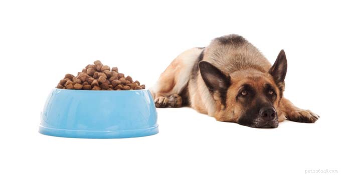 Why Won’t My Dog Eat? Common Causes & How to Help Your Pet Regain Appetite