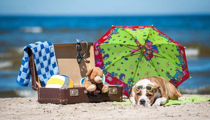 Why Won’t My Dog Eat? Common Causes & How to Help Your Pet Regain Appetite