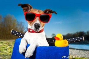 Why Won’t My Dog Eat? Common Causes & How to Help Your Pet Regain Appetite