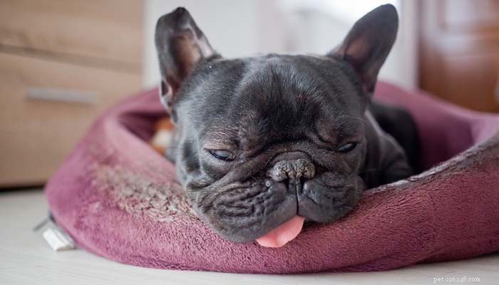 Why Won’t My Dog Eat? Common Causes & How to Help Your Pet Regain Appetite