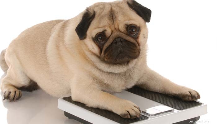 Expert Guide: Helping Your Overweight Dog Achieve Healthy Weight Loss