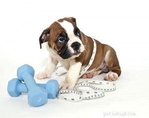 Expert Guide: Helping Your Overweight Dog Achieve Healthy Weight Loss