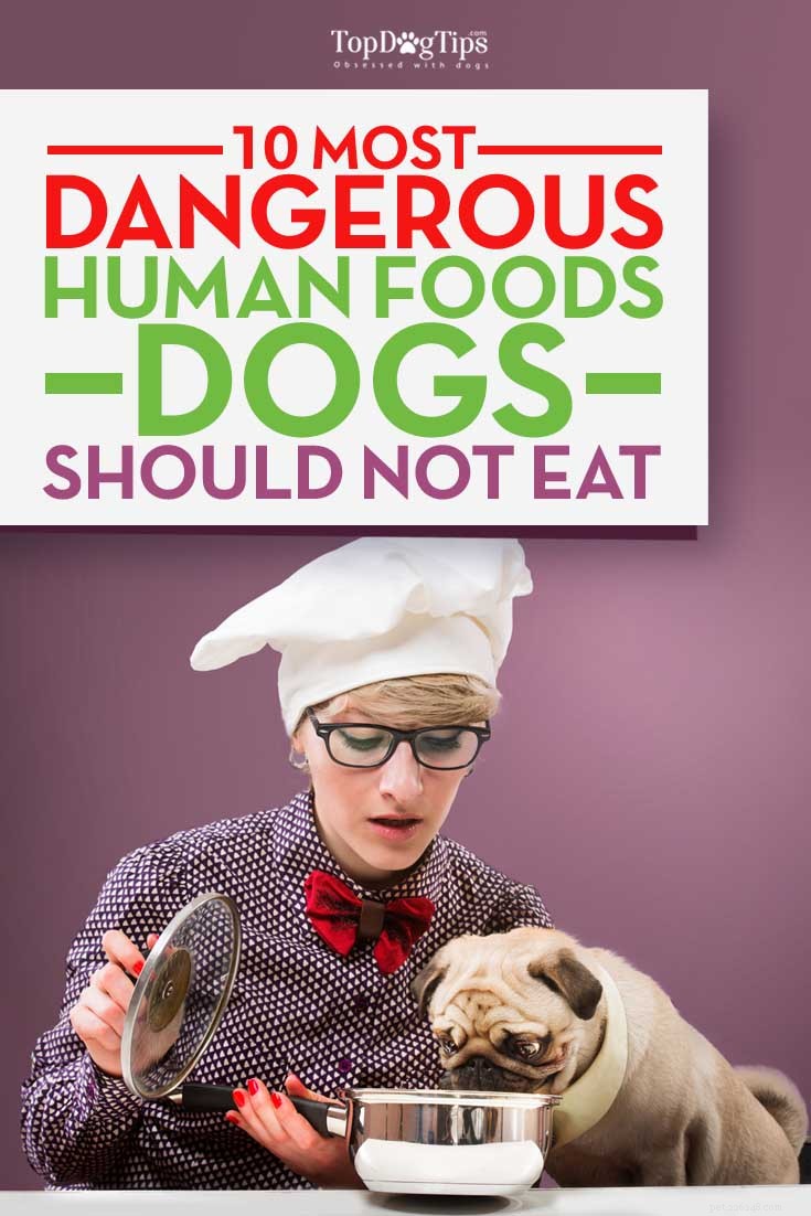Dangerous Human Foods for Dogs: 10 Items to Keep Away