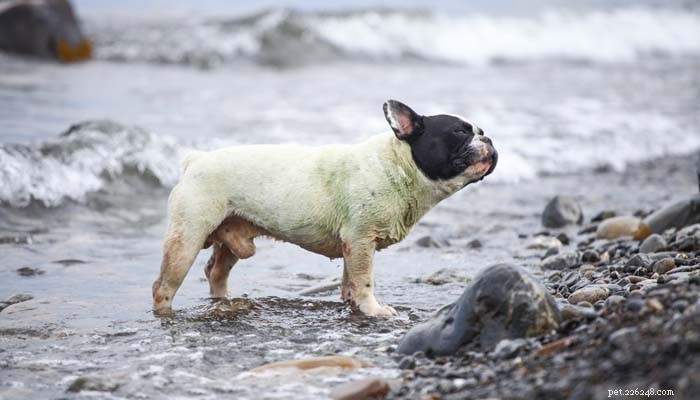 Dangerous Human Foods for Dogs: 10 Items to Keep Away
