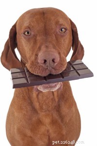Dangerous Human Foods for Dogs: 10 Items to Keep Away