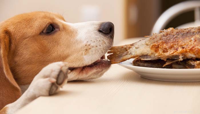 Dangerous Human Foods for Dogs: 10 Items to Keep Away