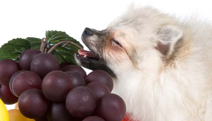 Dangerous Human Foods for Dogs: 10 Items to Keep Away