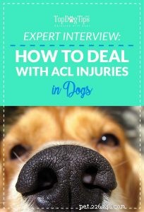 Veterinary Insight: Expert Guide to Managing ACL Injuries in Dogs