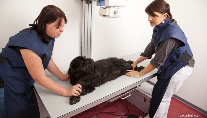 Veterinary Insight: Expert Guide to Managing ACL Injuries in Dogs