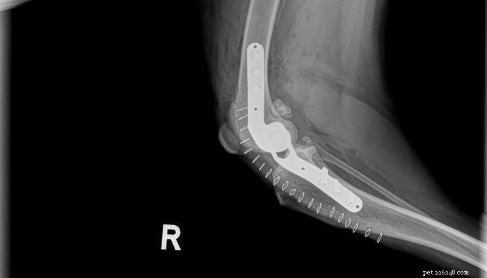 Veterinary Insight: Expert Guide to Managing ACL Injuries in Dogs