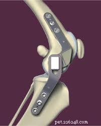 Veterinary Insight: Expert Guide to Managing ACL Injuries in Dogs