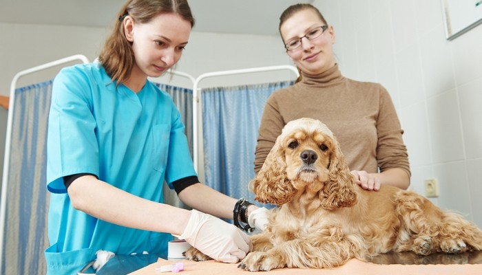 10 Proven Ways to Calm Your Dog Quickly & Effectively