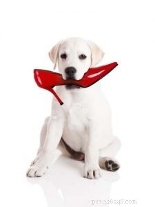 7 Proven Ways to Relieve Stress in Dogs