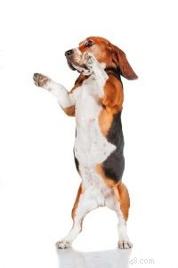 7 Proven Ways to Relieve Stress in Dogs