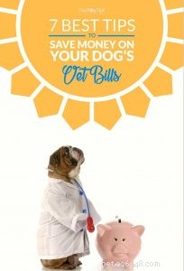 Top 7 Ways to Cut Vet Costs Without Compromising Care