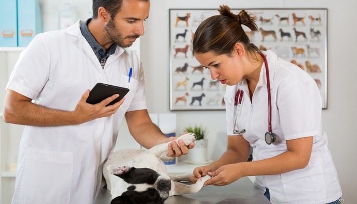 Top 7 Ways to Cut Vet Costs Without Compromising Care
