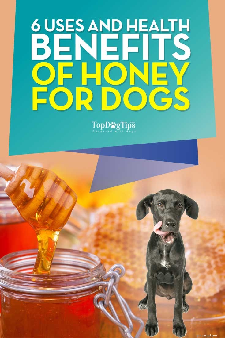 6 Key Health Benefits of Honey for Dogs