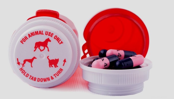 Top 7 Ways to Cut Vet Costs Without Compromising Care