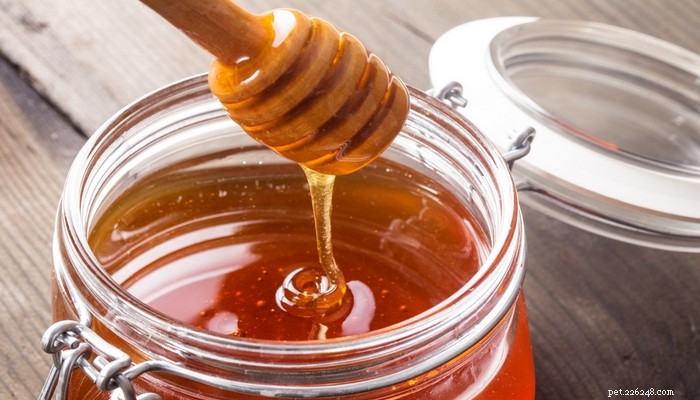 6 Key Health Benefits of Honey for Dogs