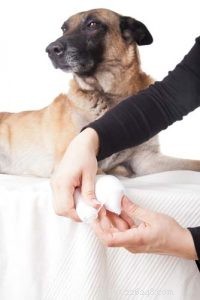 6 Key Health Benefits of Honey for Dogs