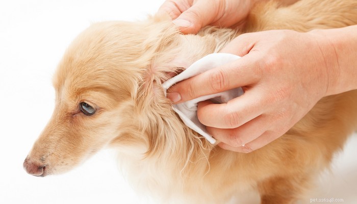 6 Key Health Benefits of Honey for Dogs
