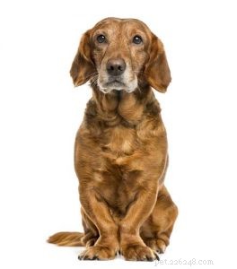 6 Key Health Benefits of Honey for Dogs