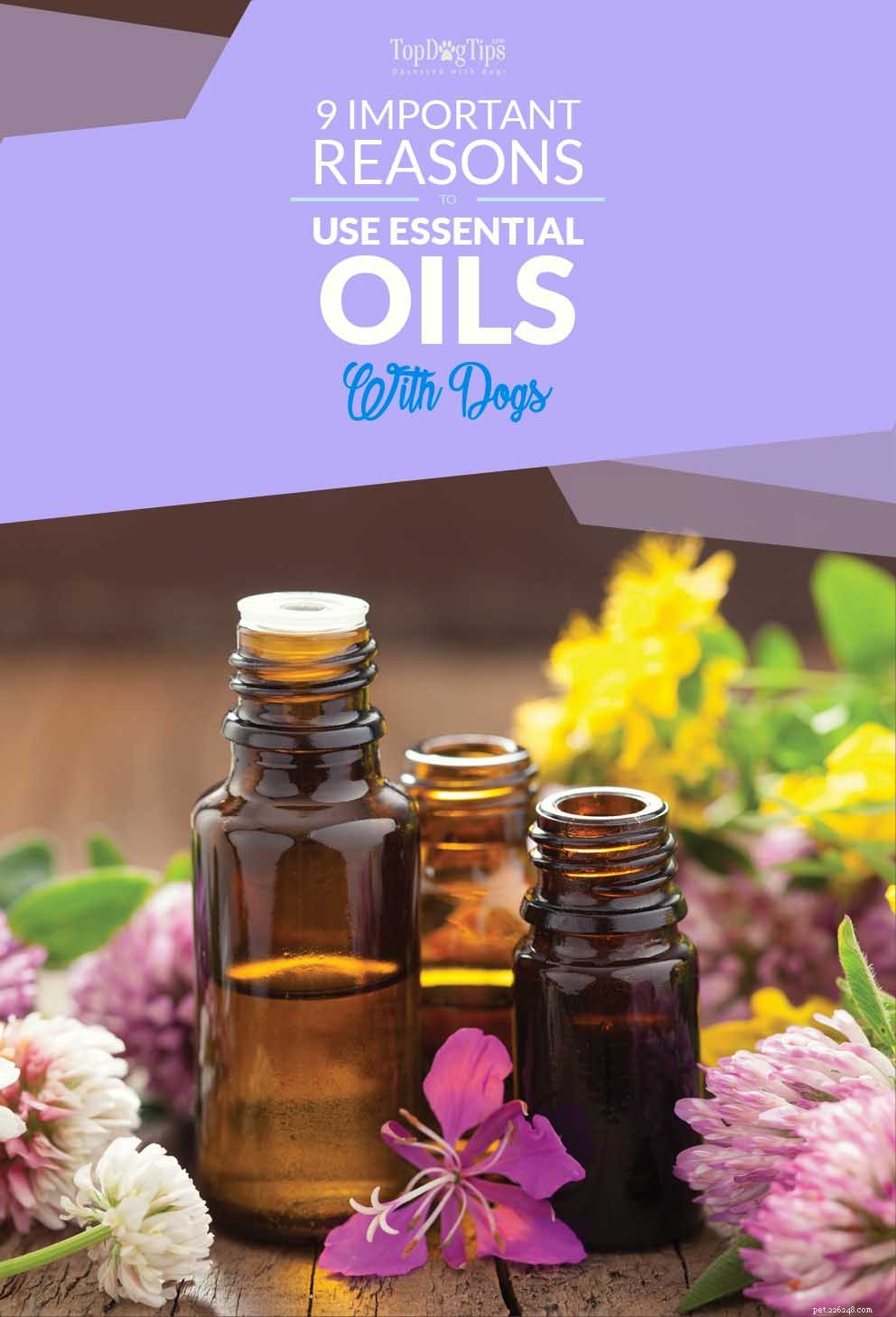 Why Essential Oils Benefit Dogs: 9 Proven Advantages