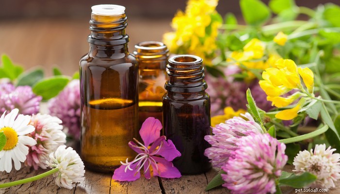Why Essential Oils Benefit Dogs: 9 Proven Advantages