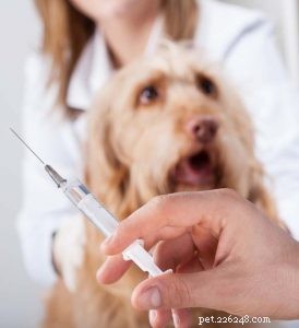 Dog Anesthesia Safety: What Every Owner Should Know