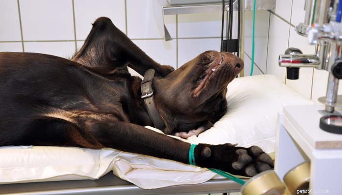 Dog Anesthesia Safety: What Every Owner Should Know