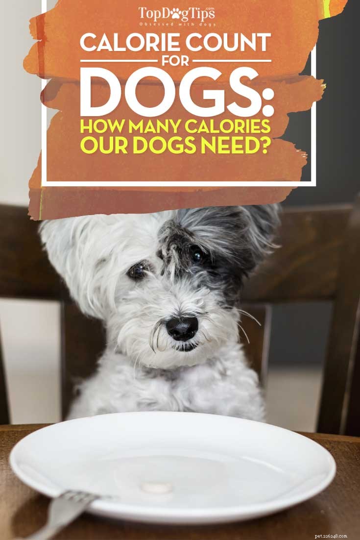 How Many Calories Does Your Dog Need Daily? A Practical Guide