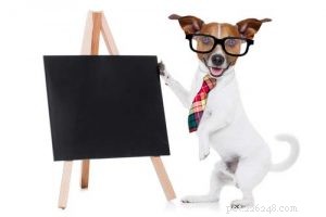How Many Calories Does Your Dog Need Daily? A Practical Guide