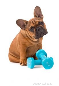 How Many Calories Does Your Dog Need Daily? A Practical Guide