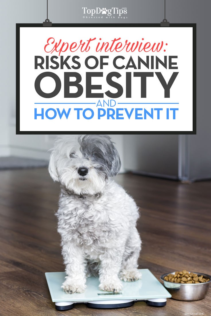 Expert Insights: Managing Canine Obesity to Protect Your Dog’s Health and Longevity