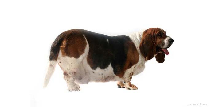 Expert Insights: Managing Canine Obesity to Protect Your Dog’s Health and Longevity