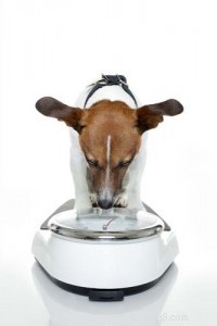 Expert Insights: Managing Canine Obesity to Protect Your Dog’s Health and Longevity
