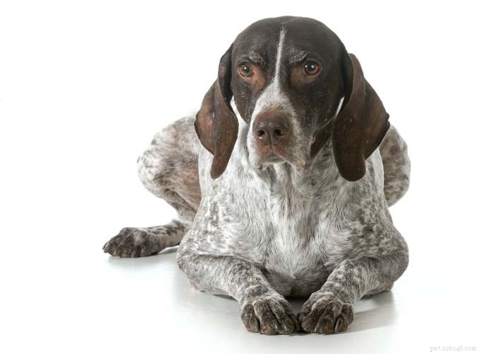 8 Expert Tips to Keep Your Senior Dog Fit and Healthy