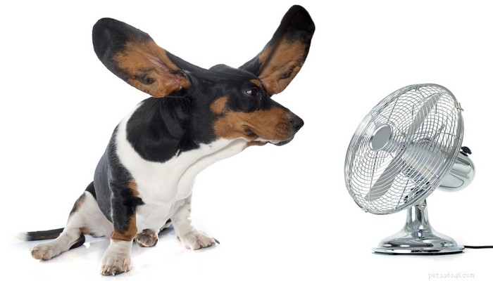 7 Expert Tips to Keep Your Dog Cool and Safe This Summer