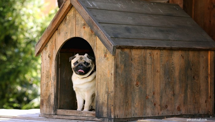 7 Expert Tips to Keep Your Dog Cool and Safe This Summer