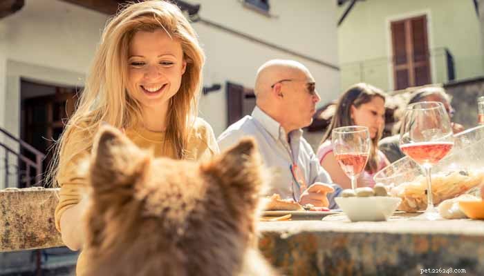 Dog Safety in Water: Hidden Pool Hazards Every Owner Should Know