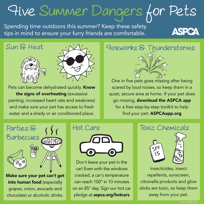 Dog Safety in Water: Hidden Pool Hazards Every Owner Should Know