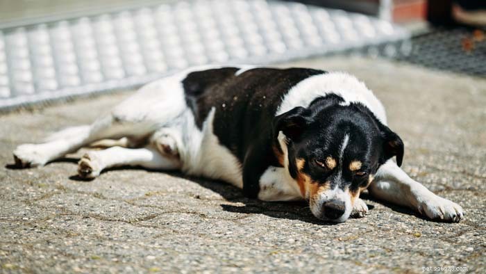 Dog Safety in Water: Hidden Pool Hazards Every Owner Should Know