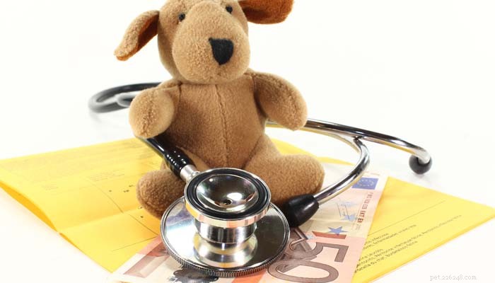 Top 3 Dog Pet Insurance Plans to Protect Your Furry Family Member