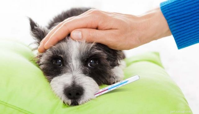 Assessing Your Dog’s Temperature Without a Thermometer: Trusted Methods & Myths Debunked